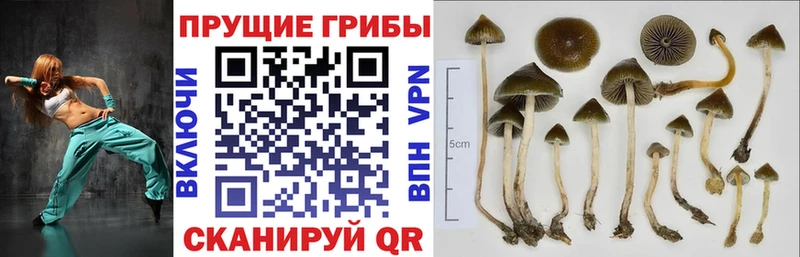 Псилоцибиновые грибы Magic Shrooms  Брянск 